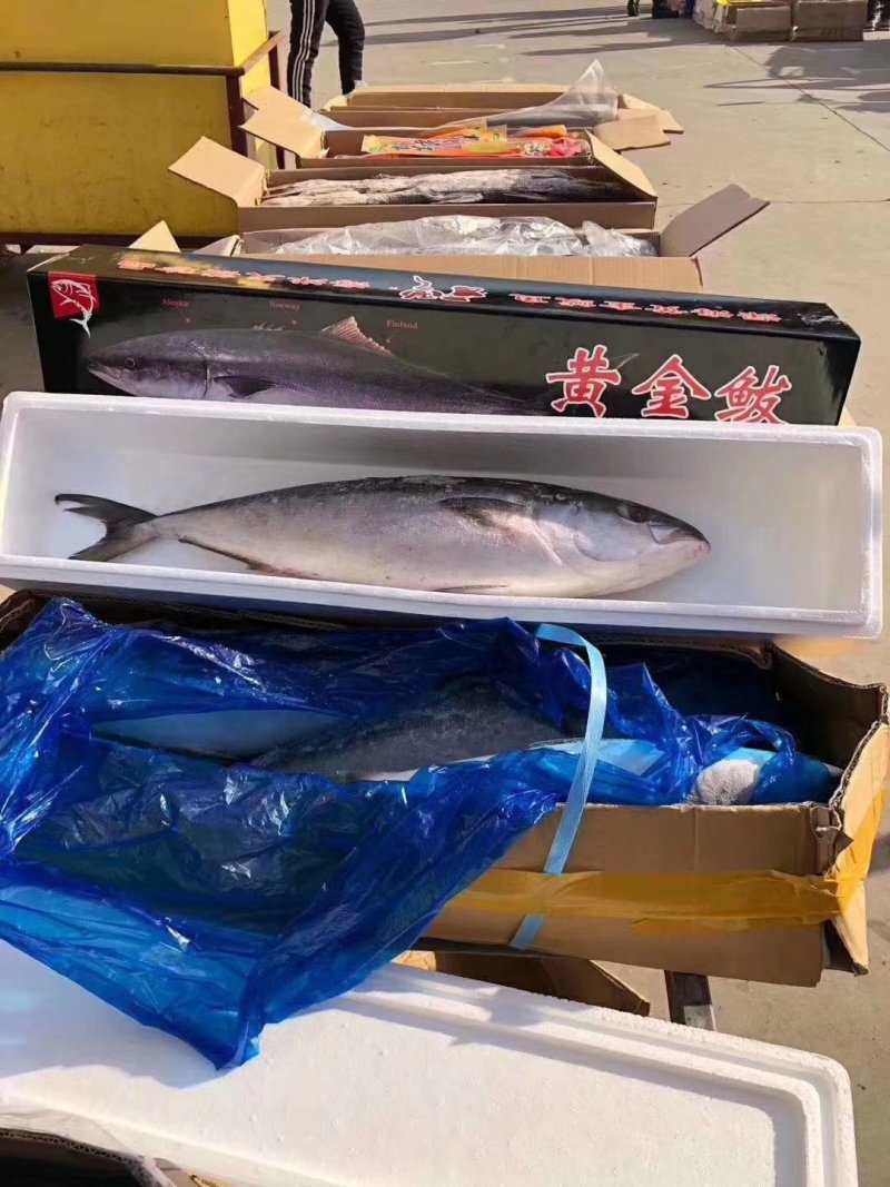 师鱼，黄金鲅，