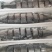 师鱼，黄金鲅，