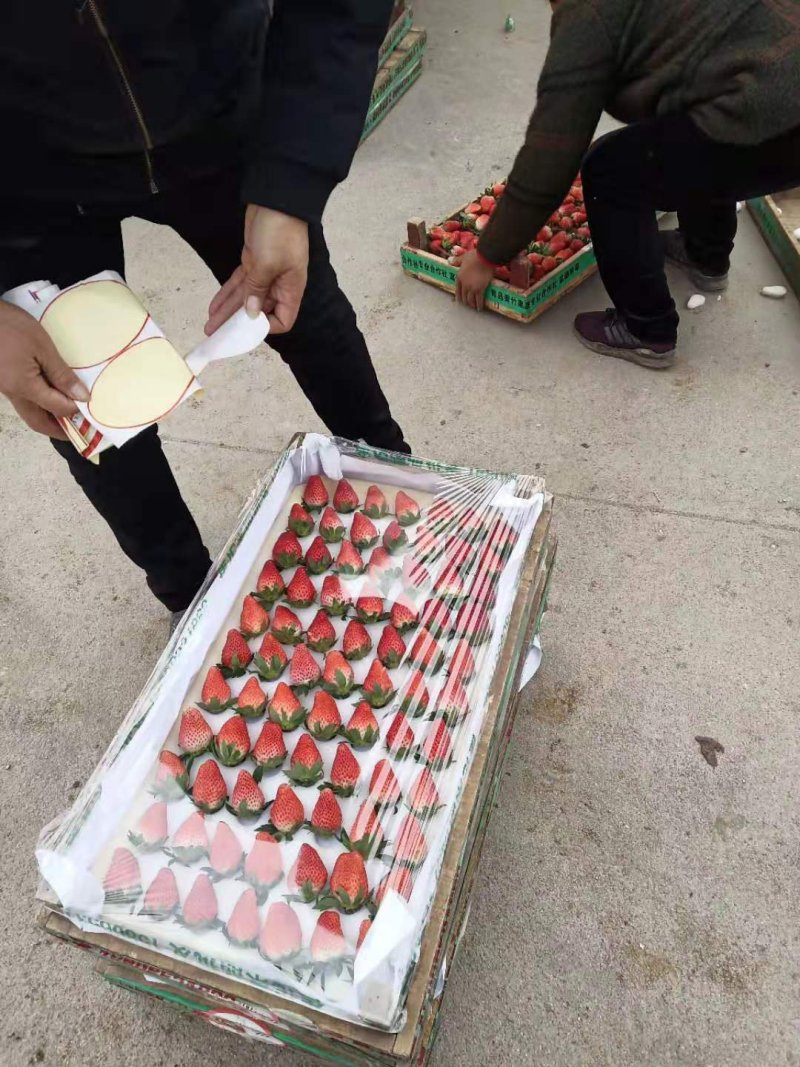 草莓大量上市欢迎采购