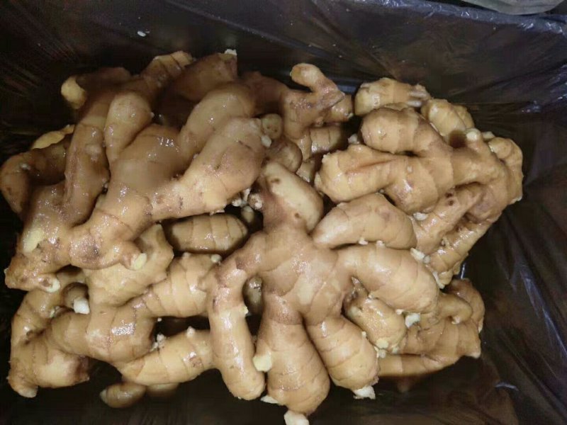 山东红芽鲜姜大量上市，大小黄姜货源充足，全国物流发货