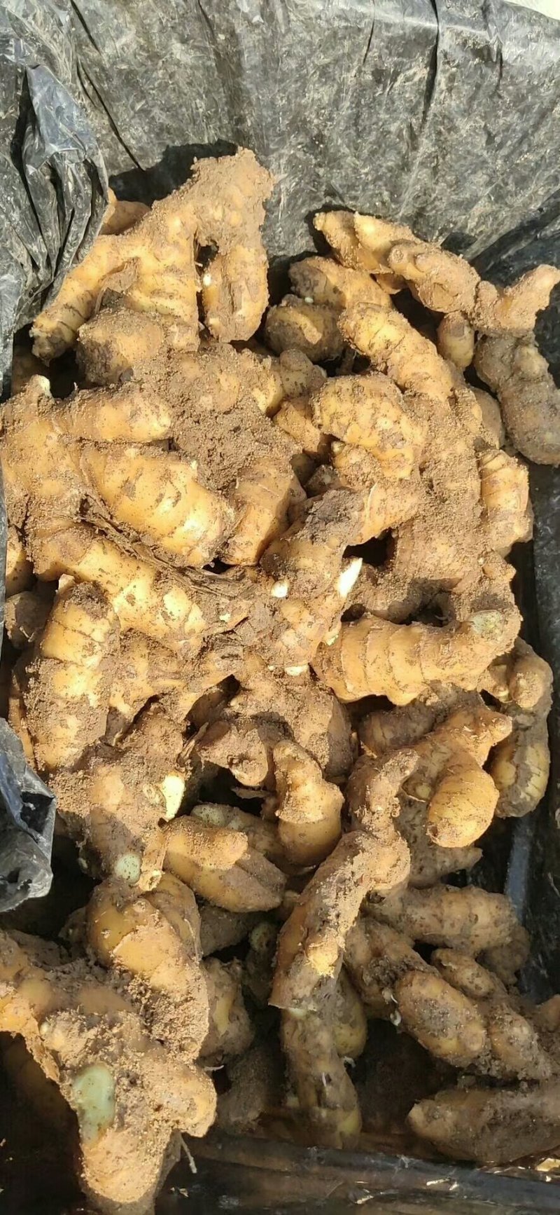 山东红芽鲜姜大量上市，大小黄姜货源充足，全国物流发货