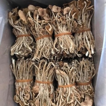 茶树菇开伞扎把，剪脚分拣年货一件代发包邮