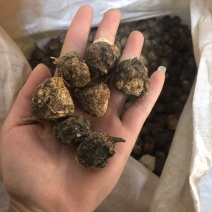 黑玛卡，小玛卡果，一手货源，包邮，实物拍摄