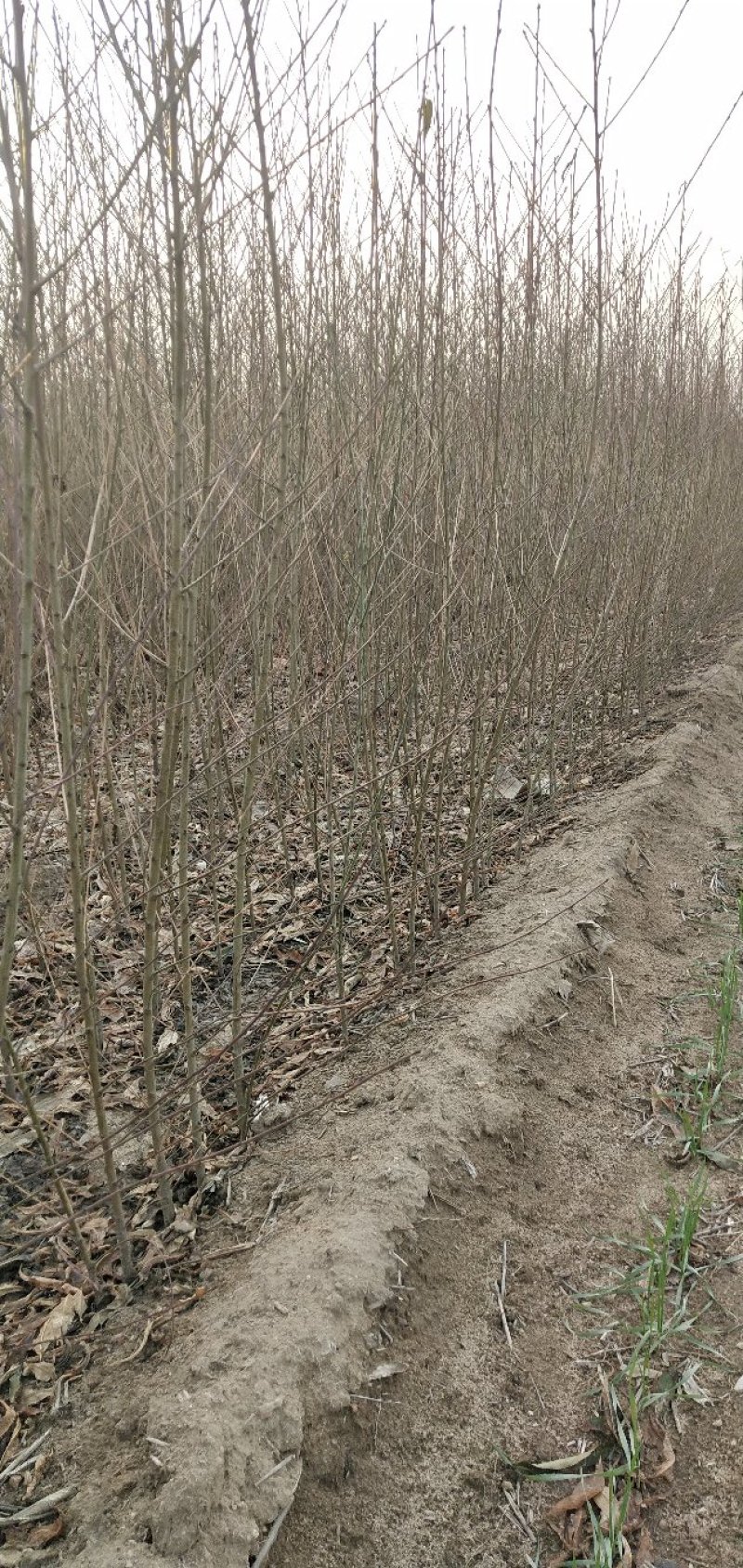 桃树苗，毛挑实生苗自家苗圃种植，现挖现发货