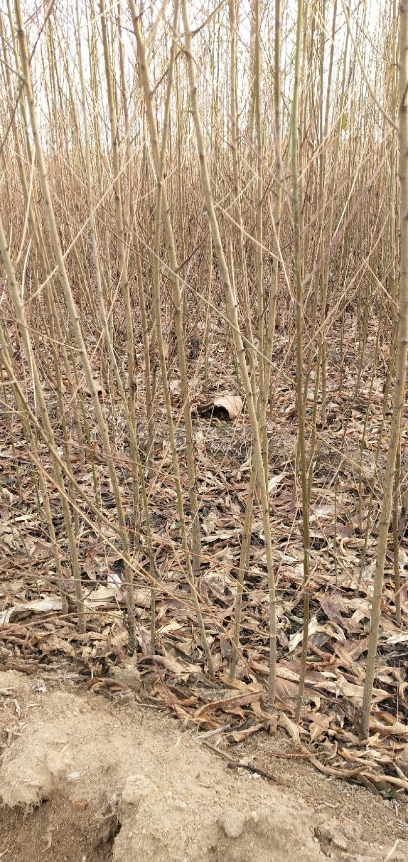桃树苗，毛挑实生苗自家苗圃种植，现挖现发货