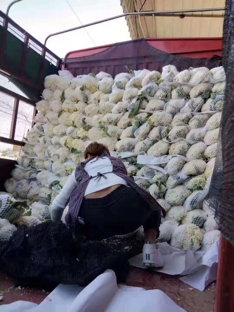松花菜_基地直供-货源充足--保证质量。