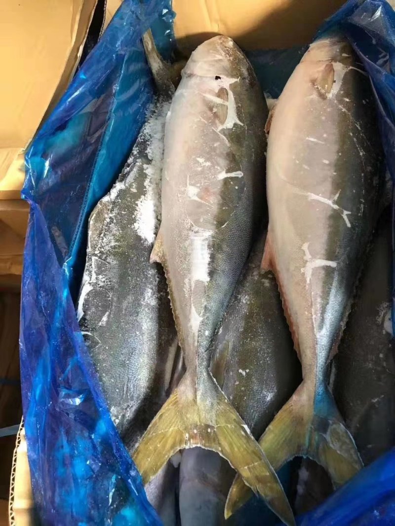 黄金鲅