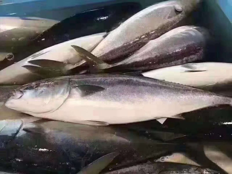 黄金鲅