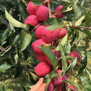 鸡心果苹果树苗适合南北种植可做盆景包品种签合同包挂果