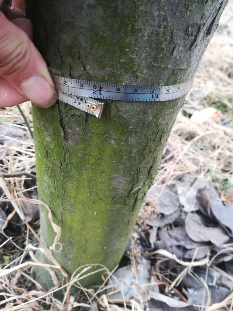 黄金梨树苗，三至十二公分占地用工程用各种规格成品梨树