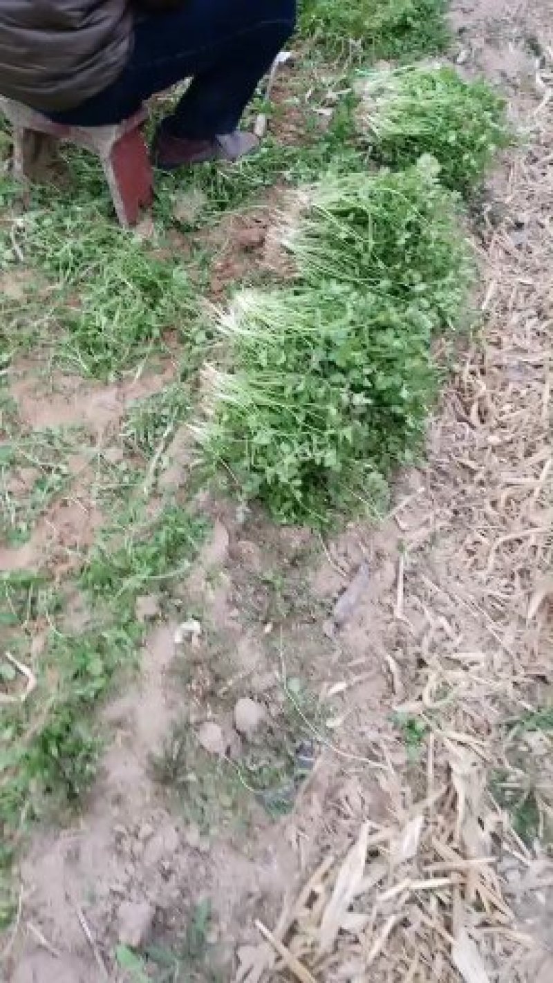 铁杆青小叶香菜涨价局势！！！