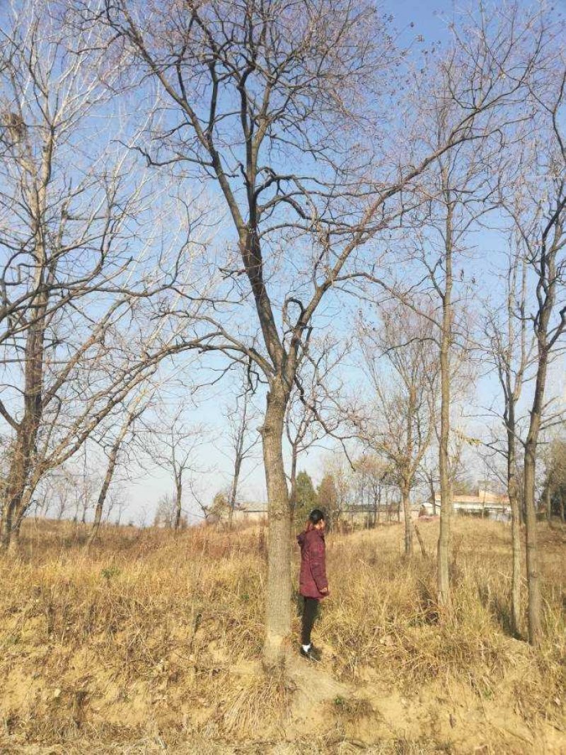 乌桕，供十七至四十五公分的原生冠精品大规格乌桕