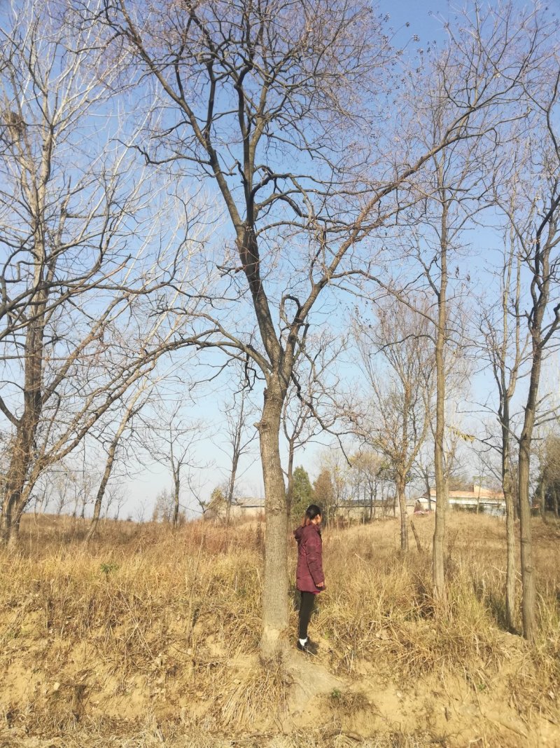 乌桕，供十七至四十五公分的原生冠精品大规格乌桕