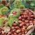 基地直销包品种签合同板栗苗大红袍适合南北种植