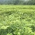 虎杖种子，虎杖苗