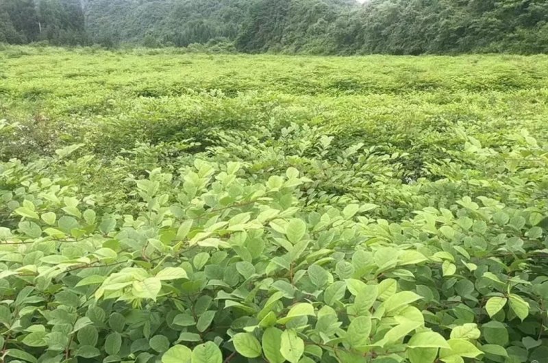 虎杖种子，虎杖苗