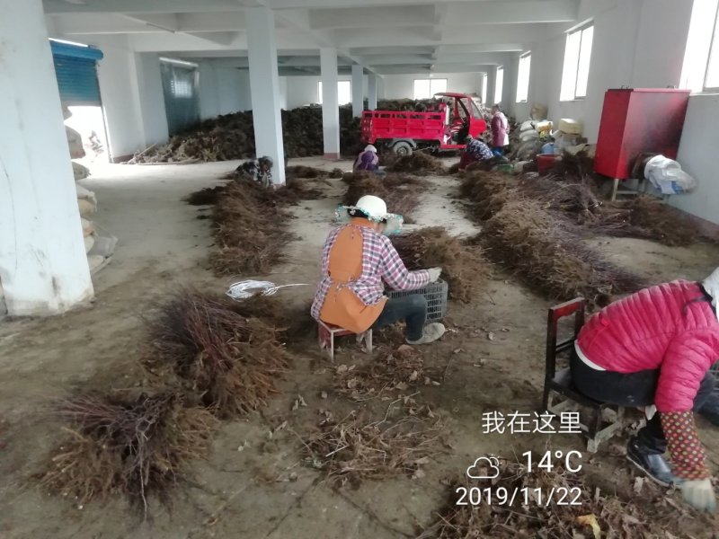 虎杖种子，虎杖苗