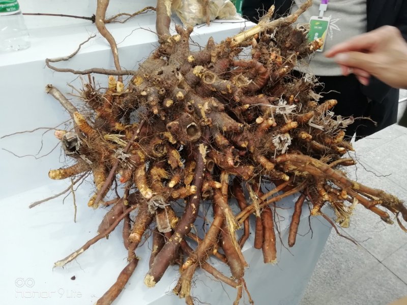 虎杖种子，虎杖苗