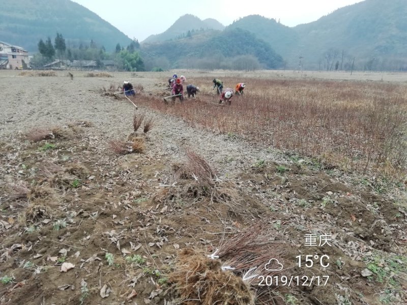 虎杖种子，虎杖苗