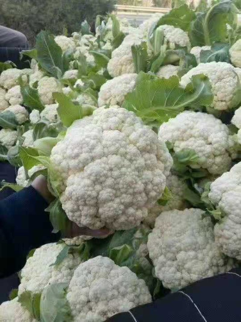 有机菜花_基地直供*保证质量-货源充足。