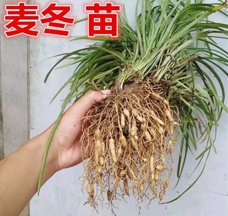 金边麦冬青边麦冬四季长青四季不落叶