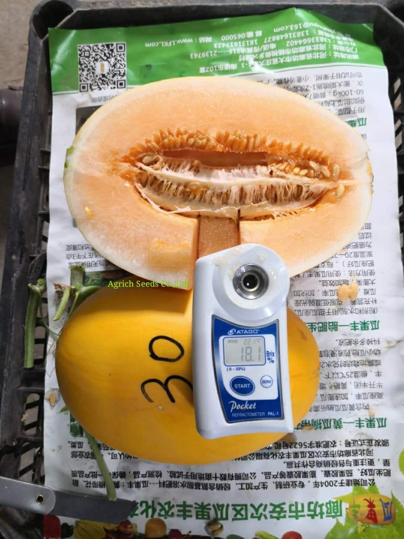 黄光皮橘红肉甜瓜种子汁多爽口抗病性强耐储运