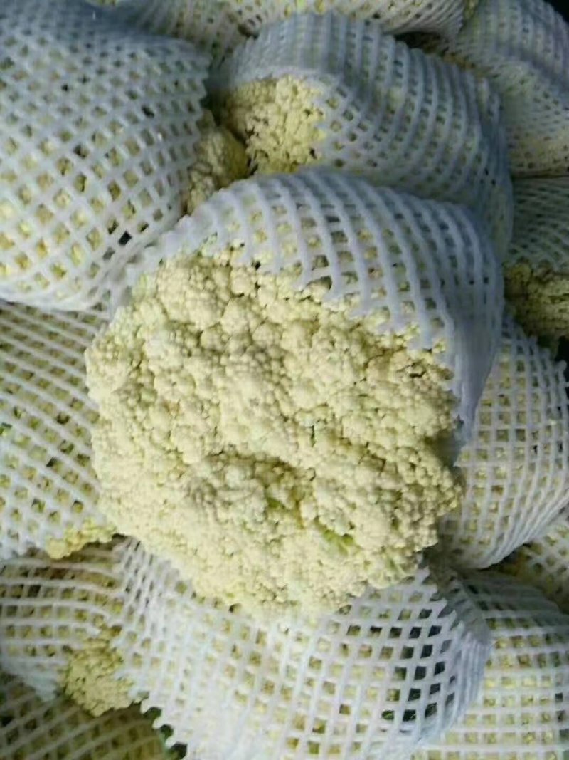 白面青梗松花菜2~3斤-基地直供-货源充足