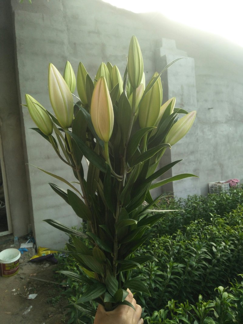 进口百合种球