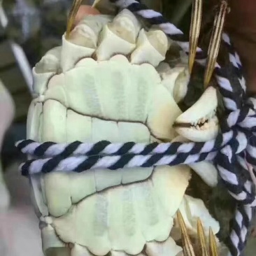 洪湖清水小龙虾大闸蟹，产地直发
