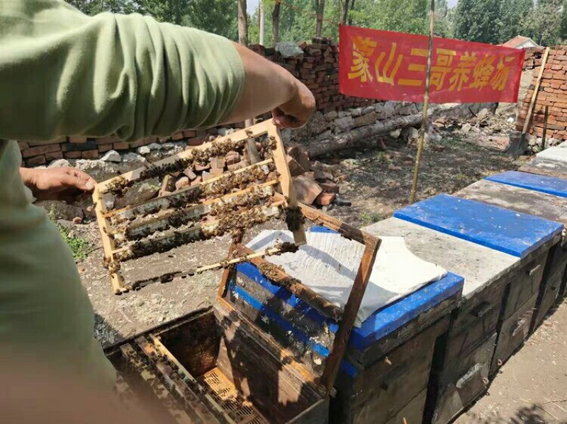 纯百花蜂蜜纯正天然农家自产成熟土蜂蜜原蜜结晶蜜峰蜜洋槐枣