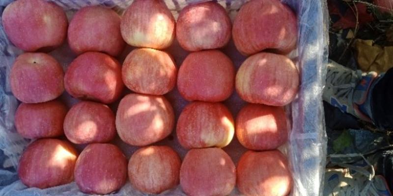 辽宁北镇山坡套袋寒富苹果苹果大量供货中欢迎前来采购