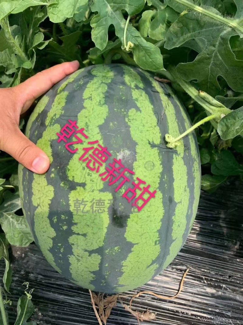 西瓜种子乾德新甜500粒/袋口感好抗病粉瓤