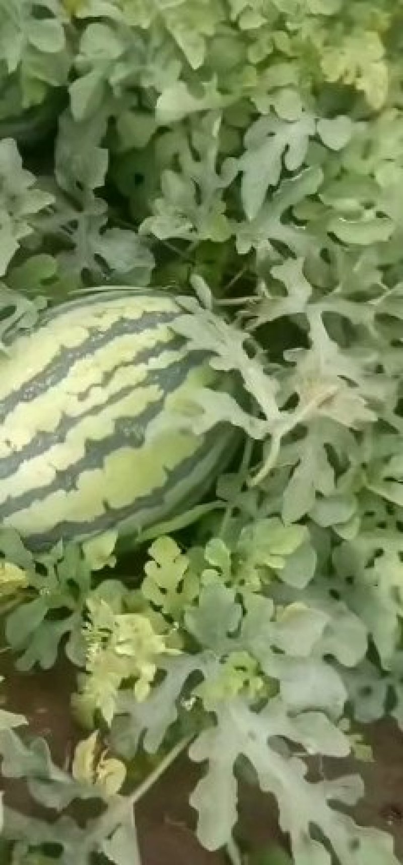 西瓜种子乾德新甜500粒/袋口感好抗病粉瓤