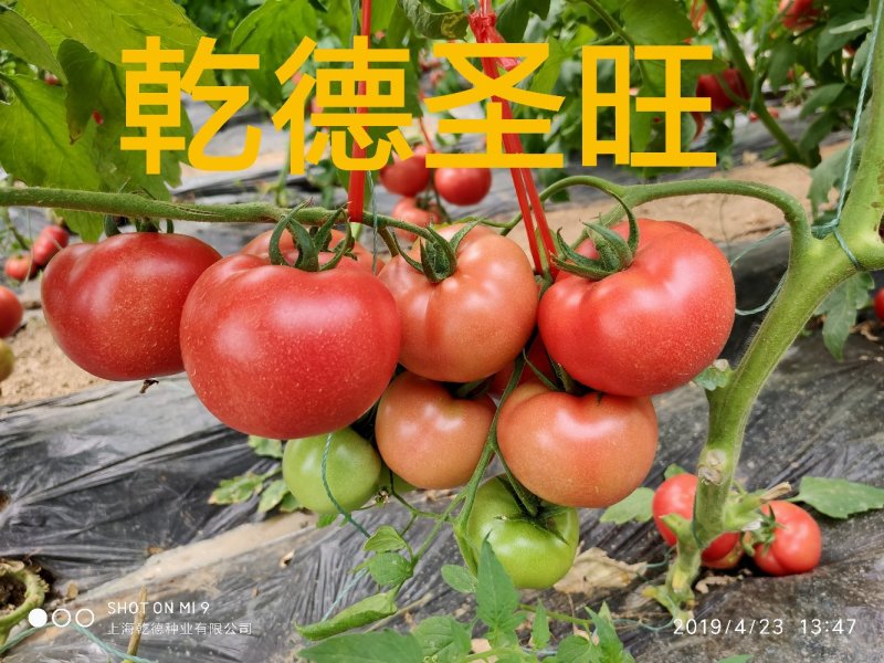 乾德圣旺粉果大果西红柿种子高圆西红柿种子口感好