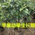 矮化苹果盆栽地栽南北方种植阳台室外当年结果
