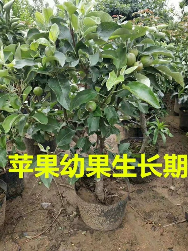 矮化苹果盆栽地栽南北方种植阳台室外当年结果