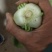 【快菜】江苏精品快菜万亩基地常年供应品质保证
