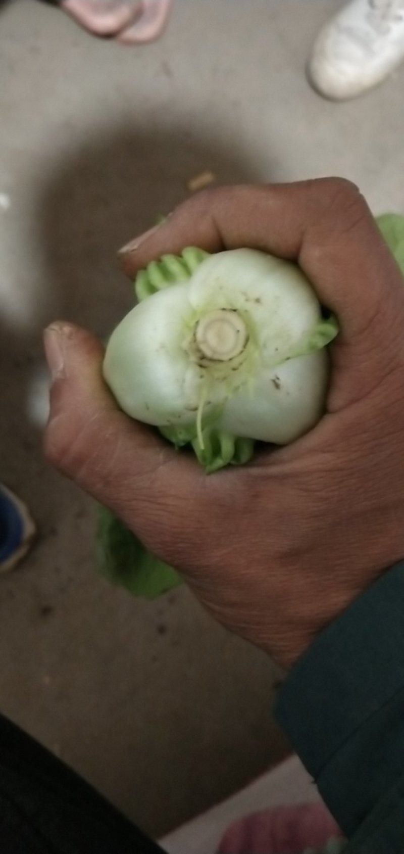 【快菜】江苏精品快菜万亩基地常年供应品质保证