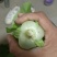 【快菜】江苏精品快菜万亩基地常年供应品质保证