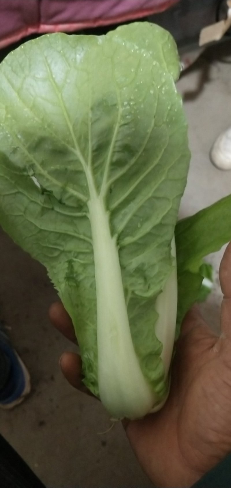 【快菜】江苏精品快菜万亩基地常年供应品质保证
