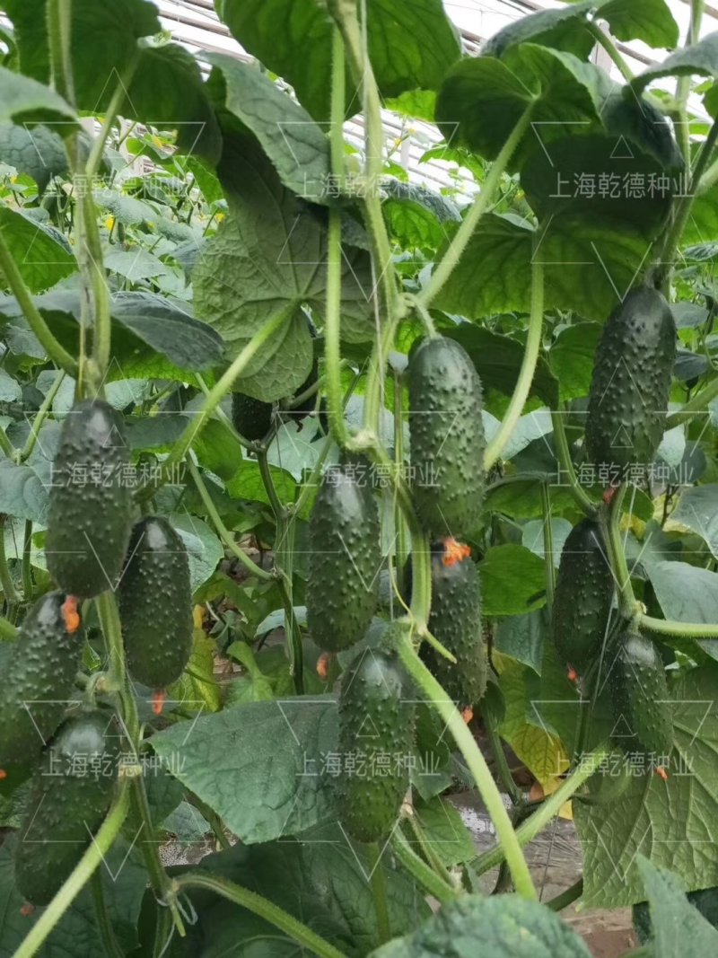 密刺水果黄瓜种子乾德1277全雌密刺口感好