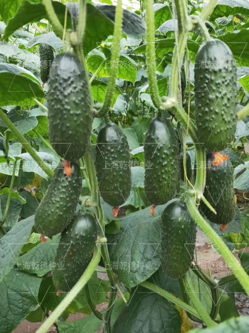 密刺水果黄瓜种子乾德1277全雌密刺口感好
