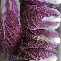 【聚便宜】一件，5斤紫白菜，新鲜特色菜