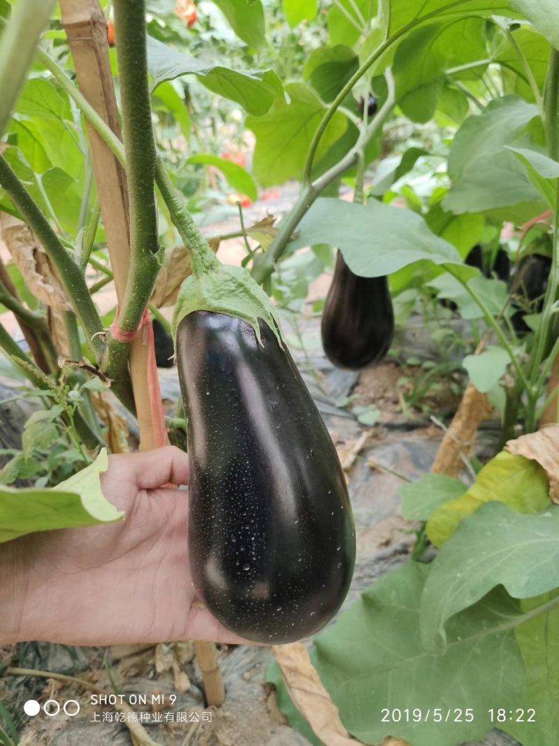 绿萼灯泡茄种子乾德茄A1早熟果皮黑紫色抗病性好