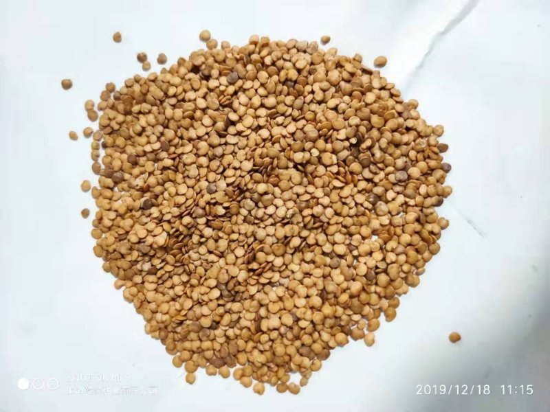 绿萼灯泡茄种子乾德茄A1早熟果皮黑紫色抗病性好