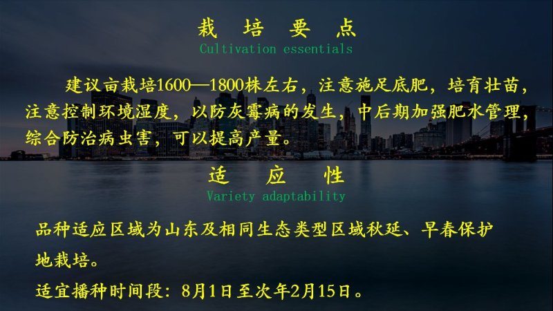 绿萼灯泡茄种子乾德茄A1早熟果皮黑紫色抗病性好