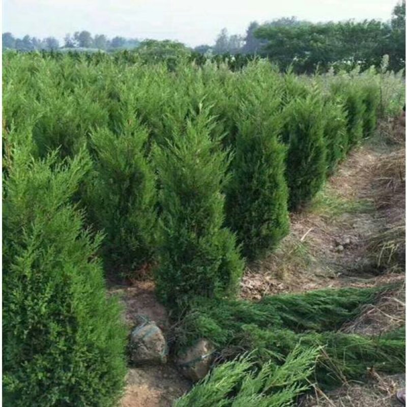 塔柏蜀桧绿化苗木基地一手货源可实地考察