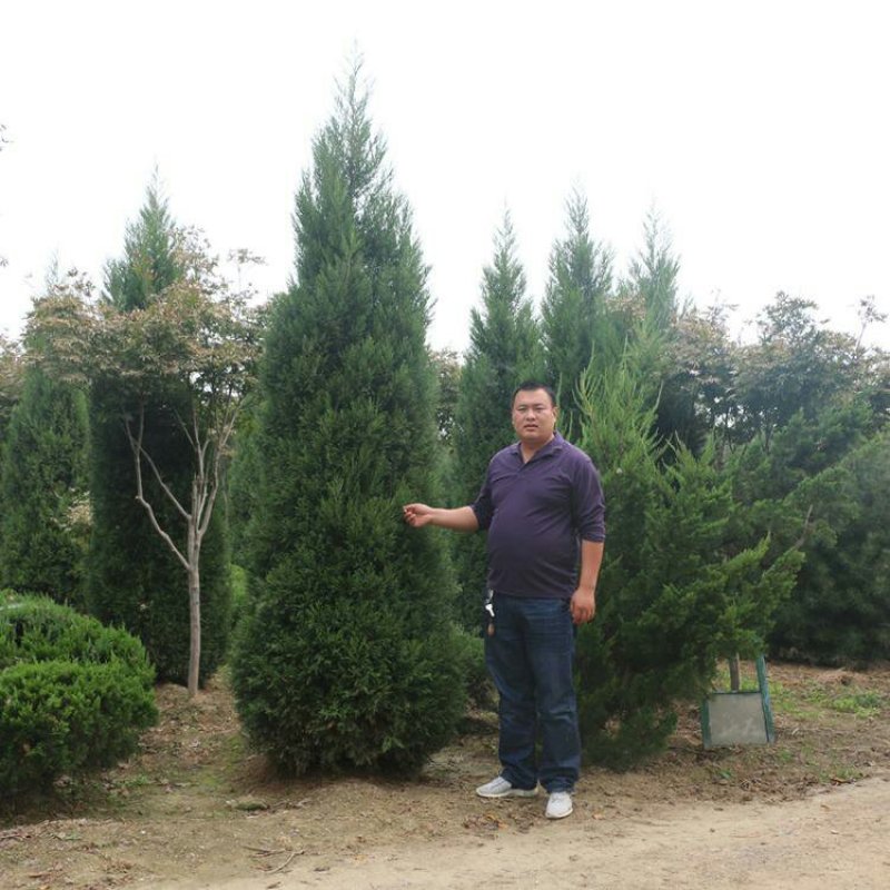 塔柏蜀桧绿化苗木基地一手货源可实地考察