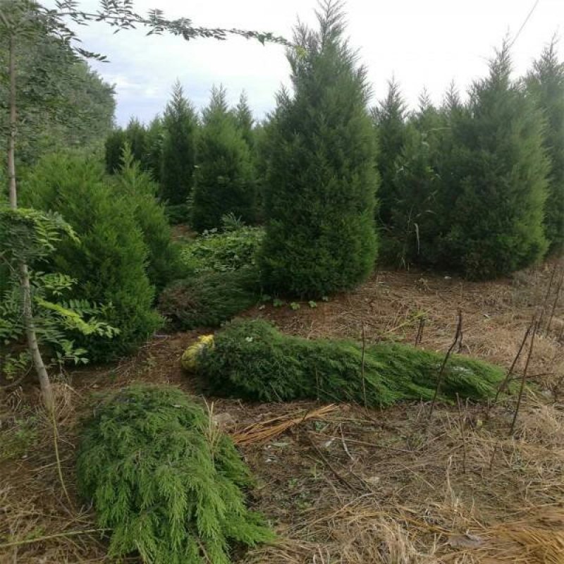 塔柏蜀桧绿化苗木基地一手货源可实地考察