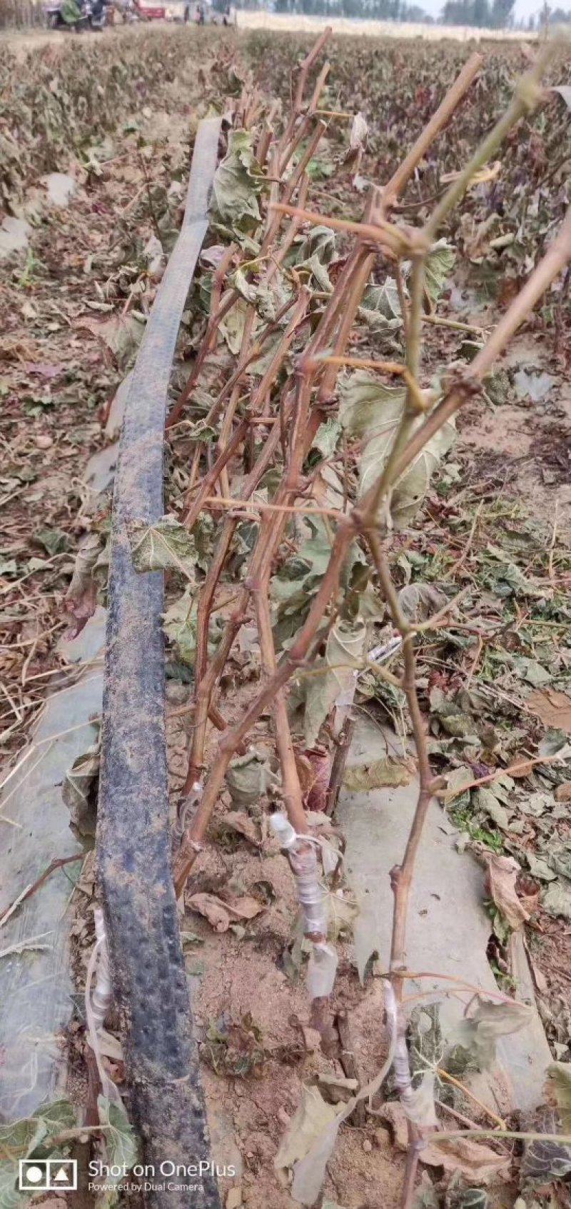 北冰红赤龙珠高抗寒不下架酒葡萄苗（抗—37°)，不埋土
